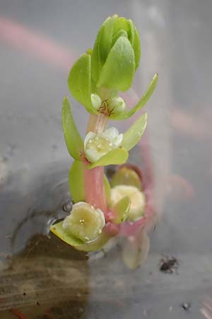 Elatine alsinastrum \ Quirl-T�nnel / Whorled Waterwort, D Neustadt an der Aisch 2.10.2016