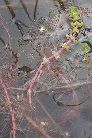 Elatine alsinastrum \ Quirl-T�nnel / Whorled Waterwort, D Neustadt an der Aisch 2.10.2016