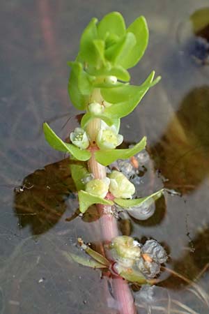Elatine alsinastrum \ Quirl-T�nnel / Whorled Waterwort, D Neustadt an der Aisch 2.10.2016