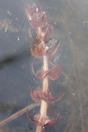Elatine alsinastrum \ Quirl-T�nnel / Whorled Waterwort, D Neustadt an der Aisch 2.10.2016