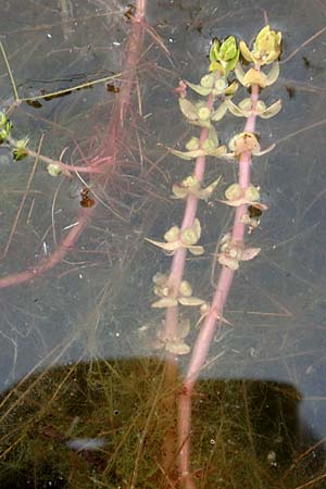 Elatine alsinastrum \ Quirl-T�nnel / Whorled Waterwort, D Neustadt an der Aisch 2.10.2016