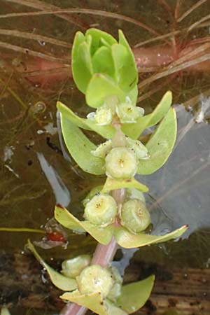 Elatine alsinastrum \ Quirl-T�nnel / Whorled Waterwort, D Neustadt an der Aisch 2.10.2016