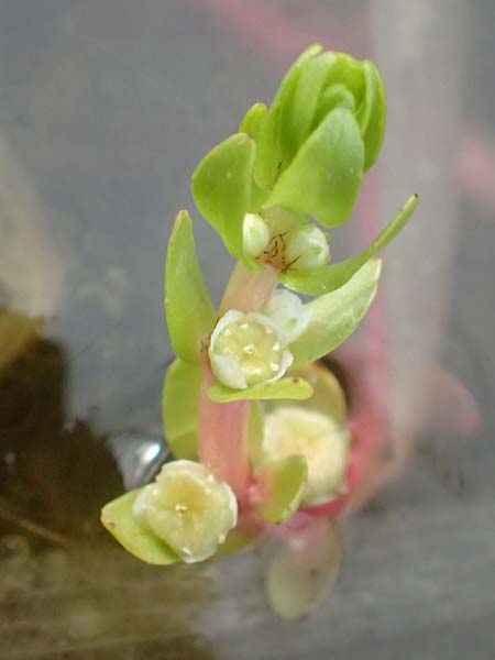Elatine alsinastrum \ Quirl-T�nnel / Whorled Waterwort, D Neustadt an der Aisch 2.10.2016