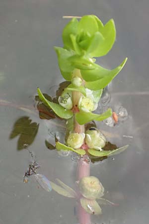 Elatine alsinastrum \ Quirl-T�nnel / Whorled Waterwort, D Neustadt an der Aisch 2.10.2016