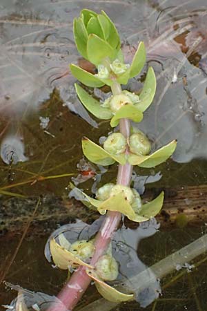 Elatine alsinastrum \ Quirl-T�nnel / Whorled Waterwort, D Neustadt an der Aisch 2.10.2016