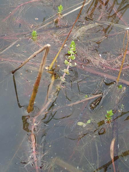Elatine alsinastrum \ Quirl-T�nnel / Whorled Waterwort, D Neustadt an der Aisch 2.10.2016