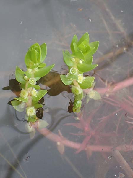 Elatine alsinastrum \ Quirl-T�nnel / Whorled Waterwort, D Neustadt an der Aisch 2.10.2016