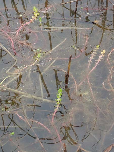 Elatine alsinastrum \ Quirl-T�nnel / Whorled Waterwort, D Neustadt an der Aisch 2.10.2016