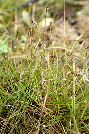 Eleocharis acicularis \ Nadel-Sumpfbinse / Needle Spike Rush, D Neustadt an der Aisch 2.10.2016