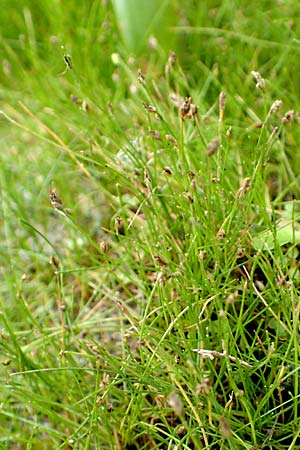 Eleocharis acicularis \ Nadel-Sumpfbinse / Needle Spike Rush, D Neustadt an der Aisch 2.10.2016