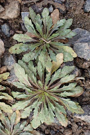 Erigeron annuus \ Einj�hriger Feinstrahl / Tall Fleabane, D Hassloch 1.11.2016