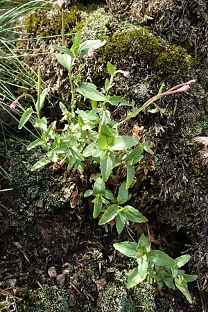 Epilobium alsinifolium \ Mierenbl�ttriges Weidenr�schen / Chickweed Willowherb, D Schwarzwald/Black-Forest, Belchen 22.7.2017