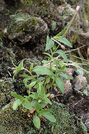 Epilobium alsinifolium \ Mierenbl�ttriges Weidenr�schen / Chickweed Willowherb, D Schwarzwald/Black-Forest, Belchen 22.7.2017