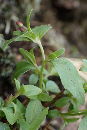 Epilobium alsinifolium \ Mierenbl�ttriges Weidenr�schen / Chickweed Willowherb, D Schwarzwald/Black-Forest, Belchen 22.7.2017