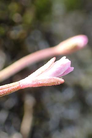 Epilobium alsinifolium \ Mierenbl�ttriges Weidenr�schen / Chickweed Willowherb, D Schwarzwald/Black-Forest, Belchen 22.7.2017