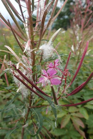 Epilobium angustifolium \ Schmalbl�ttriges Weidenr�schen / Rosebay Willowherb, D Schwarzwald/Black-Forest, Hornisgrinde 31.7.2017