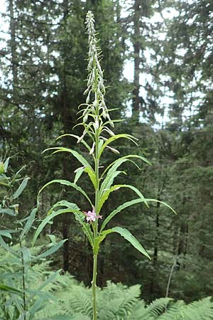 Epilobium angustifolium \ Schmalbl�ttriges Weidenr�schen / Rosebay Willowherb, D Schwarzwald/Black-Forest, Hornisgrinde 3.7.2018