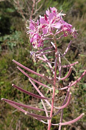 Epilobium angustifolium \ Schmalbl�ttriges Weidenr�schen / Rosebay Willowherb, D Drover Heide 9.7.2018