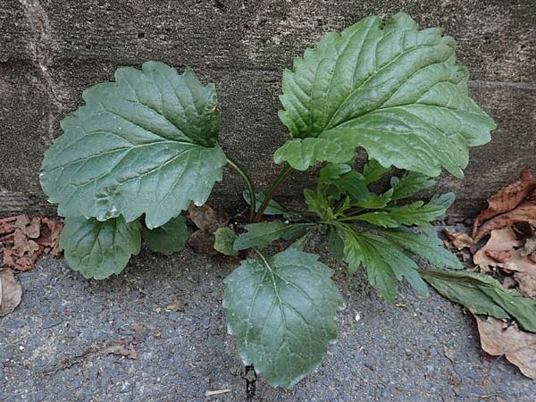 Erigeron annuus \ Einj�hriger Feinstrahl / Tall Fleabane, D Mannheim 16.9.2018