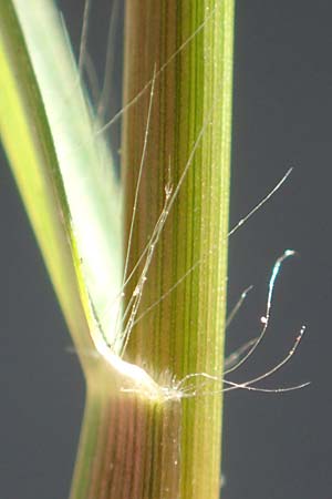 Eragrostis albensis \ Elbe-Liebesgras / Elbe Love Grass, D Mannheim 16.9.2018