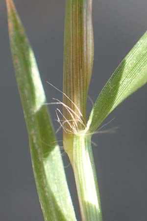 Eragrostis albensis \ Elbe-Liebesgras / Elbe Love Grass, D Mannheim 16.9.2018