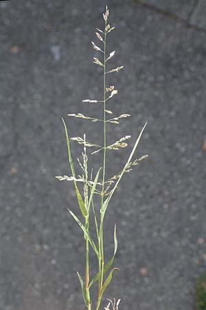 Eragrostis albensis \ Elbe-Liebesgras / Elbe Love Grass, D Mannheim 16.9.2018