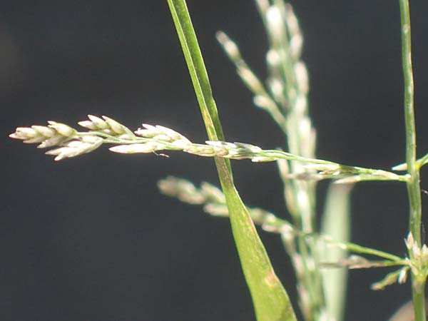 Eragrostis albensis \ Elbe-Liebesgras / Elbe Love Grass, D Mannheim 16.9.2018