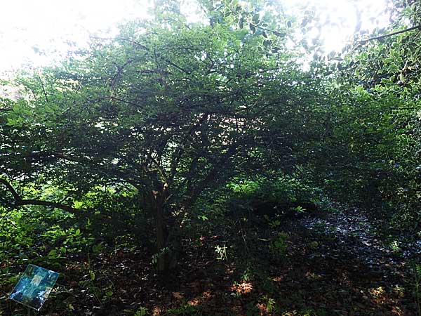 Euonymus alatus \ Gefl�gelter Spindelstrauch, Kork-Fl�gelstrauch / Winged Spindle, Burning Bush, D Botan. Gar. Krefeld 13.6.2019