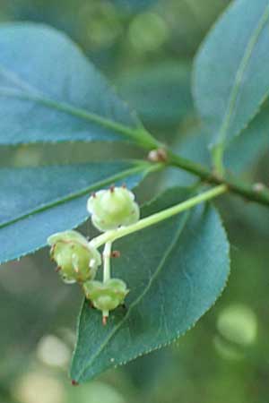 Euonymus alatus \ Gefl�gelter Spindelstrauch, Kork-Fl�gelstrauch / Winged Spindle, Burning Bush, D Botan. Gar. Krefeld 13.6.2019