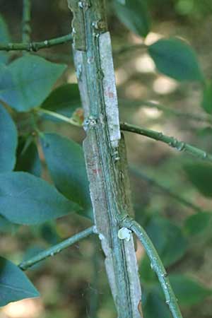 Euonymus alatus \ Gefl�gelter Spindelstrauch, Kork-Fl�gelstrauch / Winged Spindle, Burning Bush, D Botan. Gar. Krefeld 13.6.2019