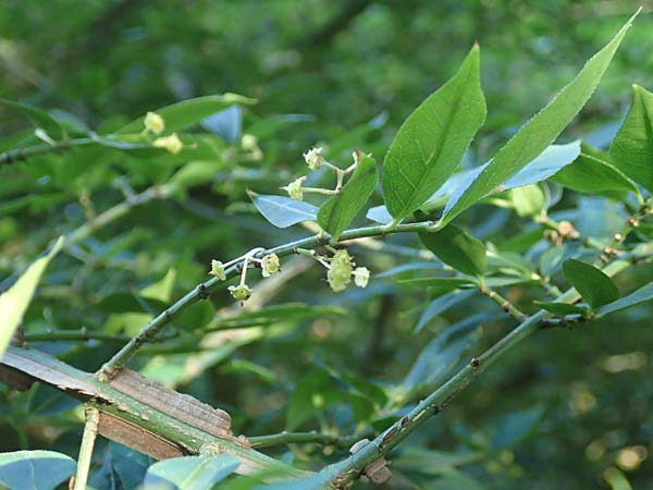 Euonymus alatus \ Gefl�gelter Spindelstrauch, Kork-Fl�gelstrauch / Winged Spindle, Burning Bush, D Botan. Gar. Krefeld 13.6.2019