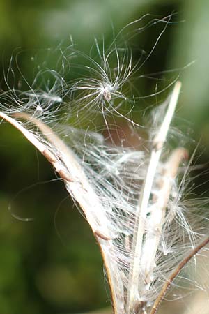 Epilobium angustifolium \ Schmalbl�ttriges Weidenr�schen / Rosebay Willowherb, D Schwarzwald/Black-Forest, Hornisgrinde 4.9.2019