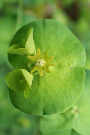 Euphorbia amygdaloides \ Mandelbl�ttrige Wolfsmilch / Mediterranean Spurge, D Simmerath-Erkensruhr 9.6.2020