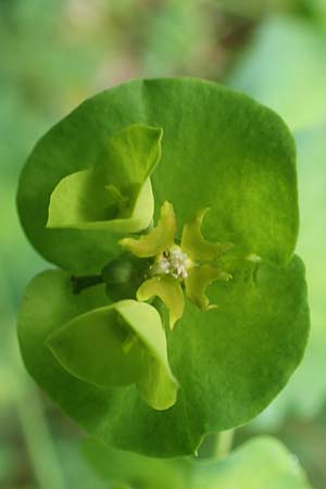 Euphorbia amygdaloides \ Mandelbl�ttrige Wolfsmilch / Mediterranean Spurge, D Simmerath-Erkensruhr 9.6.2020