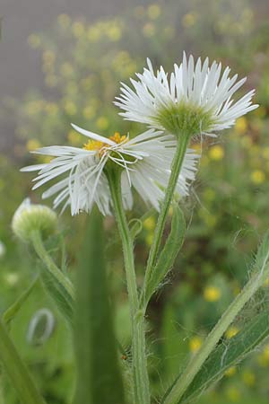 Erigeron annuus \ Einj�hriger Feinstrahl / Tall Fleabane, D Hockenheim 8.6.2021