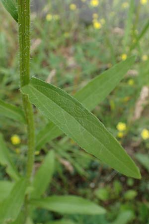 Erigeron annuus \ Einj�hriger Feinstrahl / Tall Fleabane, D Hockenheim 8.6.2021