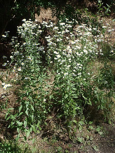 Erigeron annuus \ Einj�hriger Feinstrahl / Tall Fleabane, D Mannheim 16.7.2021