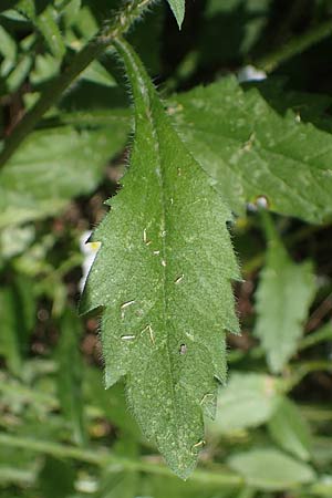 Erigeron annuus \ Einj�hriger Feinstrahl / Tall Fleabane, D Mannheim 16.7.2021