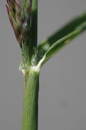 Eragrostis albensis \ Elbe-Liebesgras / Elbe Love Grass, D Odenwald, Erbach 17.7.2022