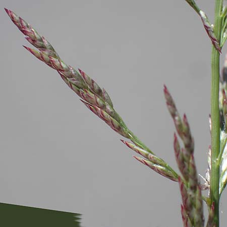 Eragrostis albensis \ Elbe-Liebesgras / Elbe Love Grass, D Odenwald, Erbach 17.7.2022