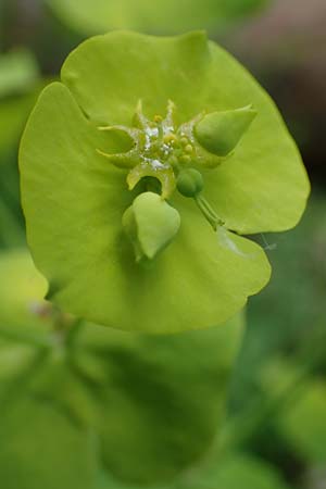 Euphorbia amygdaloides \ Mandelbl�ttrige Wolfsmilch / Mediterranean Spurge, D H&ouml;pfingen 20.5.2023