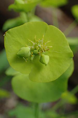 Euphorbia amygdaloides \ Mandelbl�ttrige Wolfsmilch / Mediterranean Spurge, D H&ouml;pfingen 20.5.2023