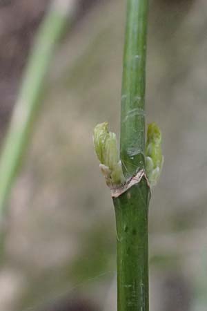 Acer negundo \ Eschen-Ahorn / Box Elder, D Mannheim 12.3.2024