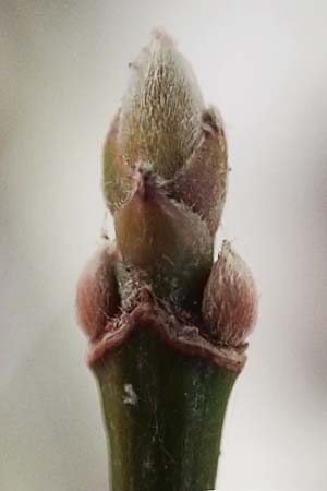 Acer negundo \ Eschen-Ahorn / Box Elder, D Mannheim 12.3.2024