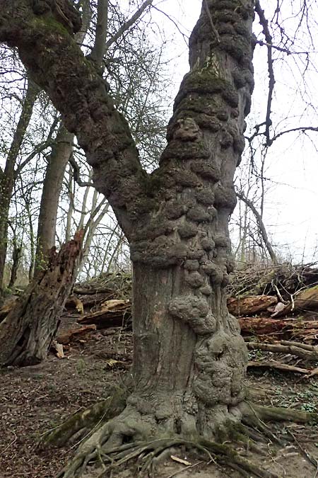 Acer negundo \ Eschen-Ahorn / Box Elder, D Mannheim 12.3.2024