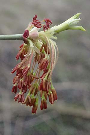 Acer negundo \ Eschen-Ahorn / Box Elder, D Mannheim 12.3.2024