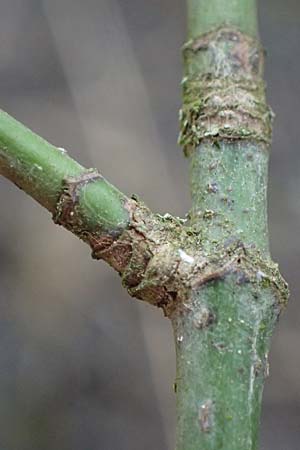 Acer negundo \ Eschen-Ahorn / Box Elder, D Mannheim 12.3.2024