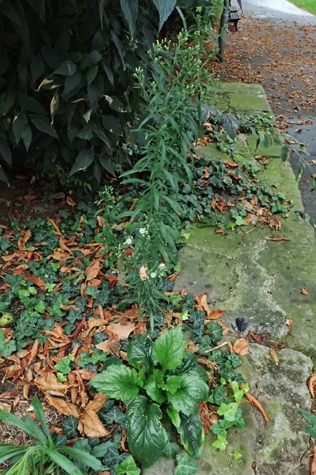 Erigeron annuus, Tall Fleabane