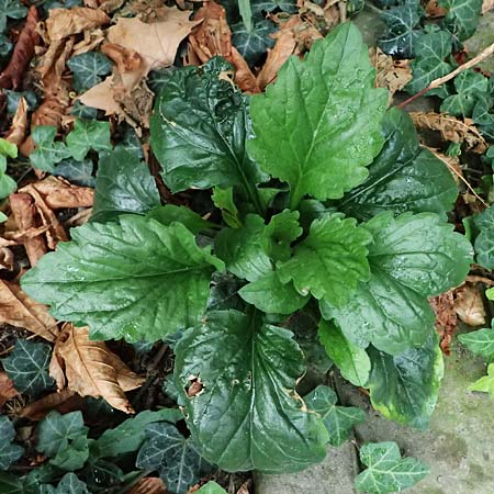 Erigeron annuus \ Einj�hriger Feinstrahl / Tall Fleabane, D Mannheim 8.9.2024