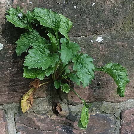 Erigeron annuus \ Einj�hriger Feinstrahl / Tall Fleabane, D Mannheim 9.9.2024